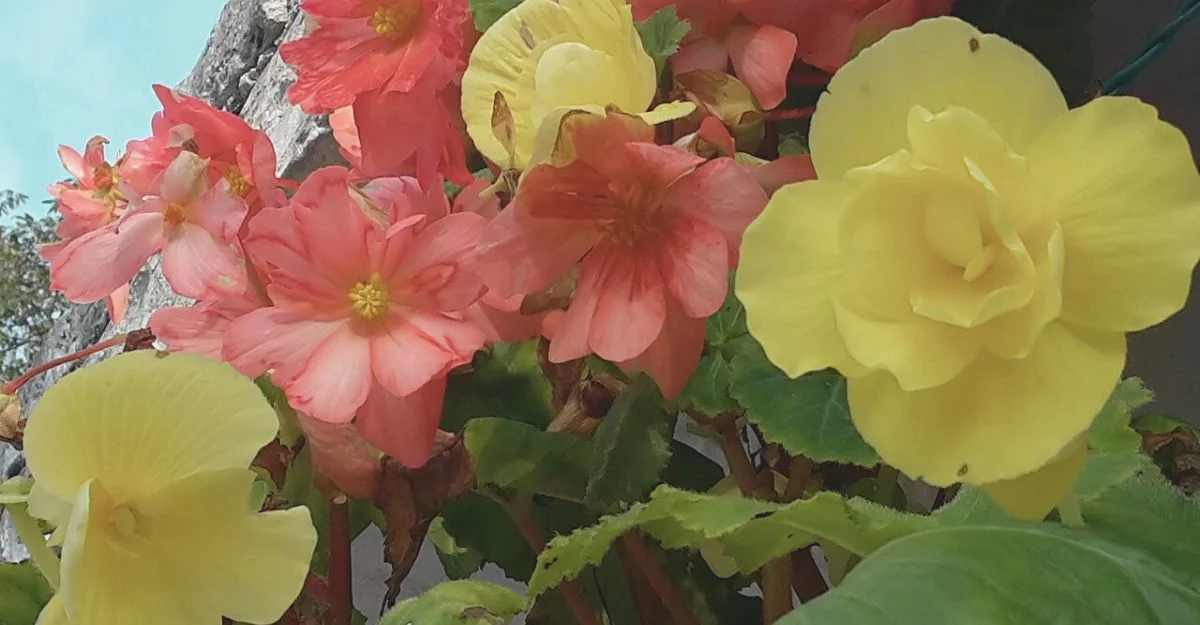 Begonia Mallacoota: A Botanical Marvel