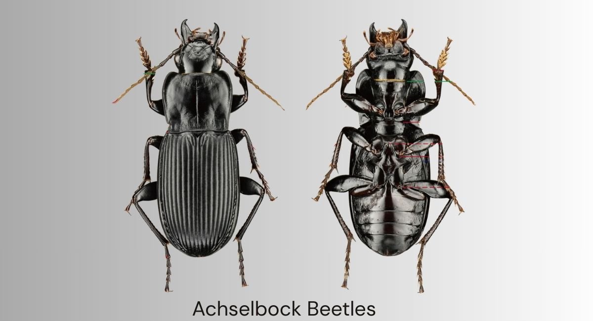 Achselbock Beetles